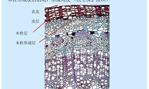 深圳同仁堂八珍鹿胎颗粒网—知名的八珍鹿胎颗粒适合什么人吃网站,分享八珍鹿胎颗粒副作用和危害知识